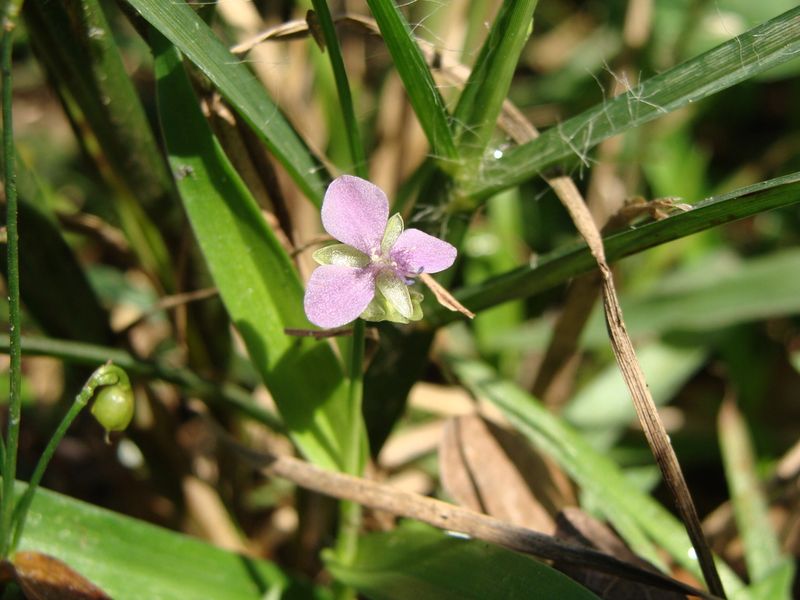 Doveweed 