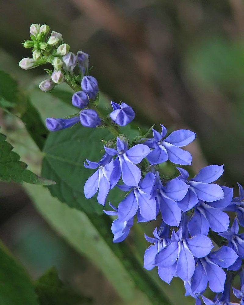 Downy Lobelia