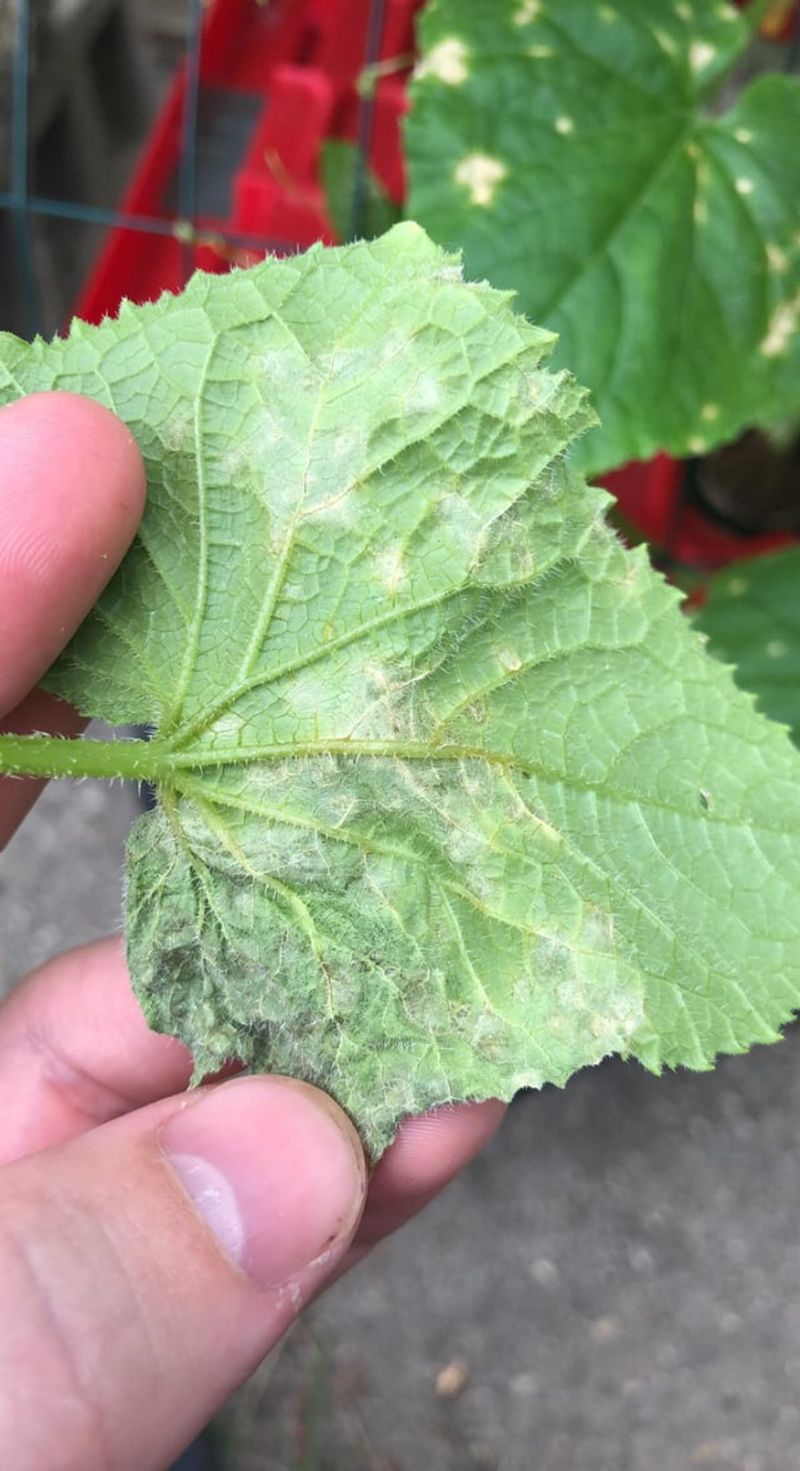 Downy Mildew Hits Cucurbits Fast