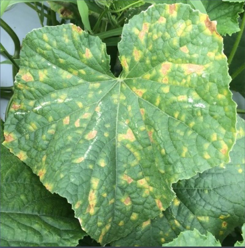 Downy Mildew Downy Mildew