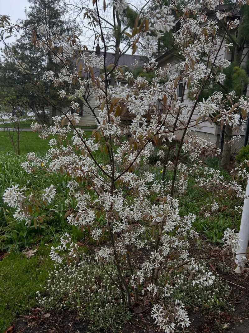Downy Serviceberry Downy Serviceberry