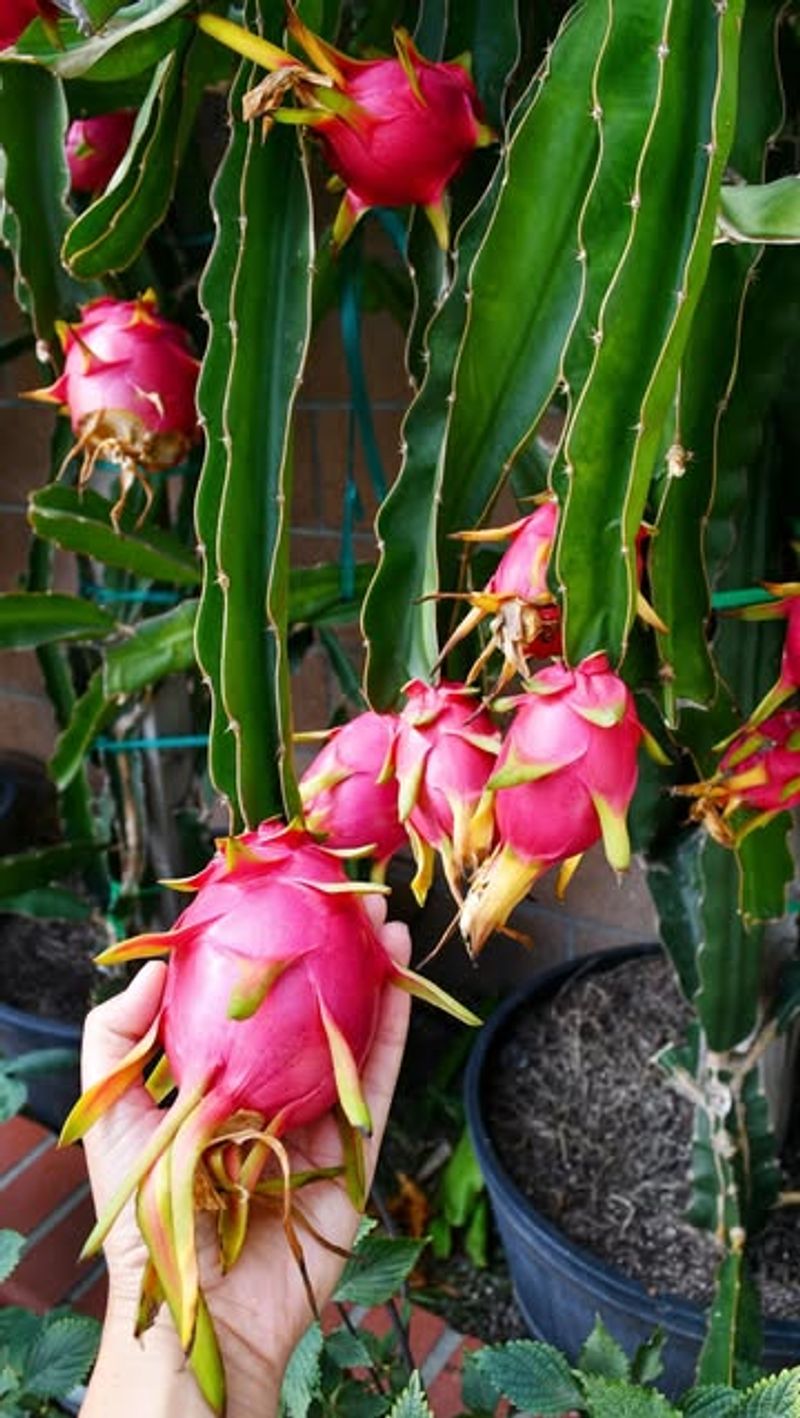Dragon Fruit Prefers Warm Growing Conditions