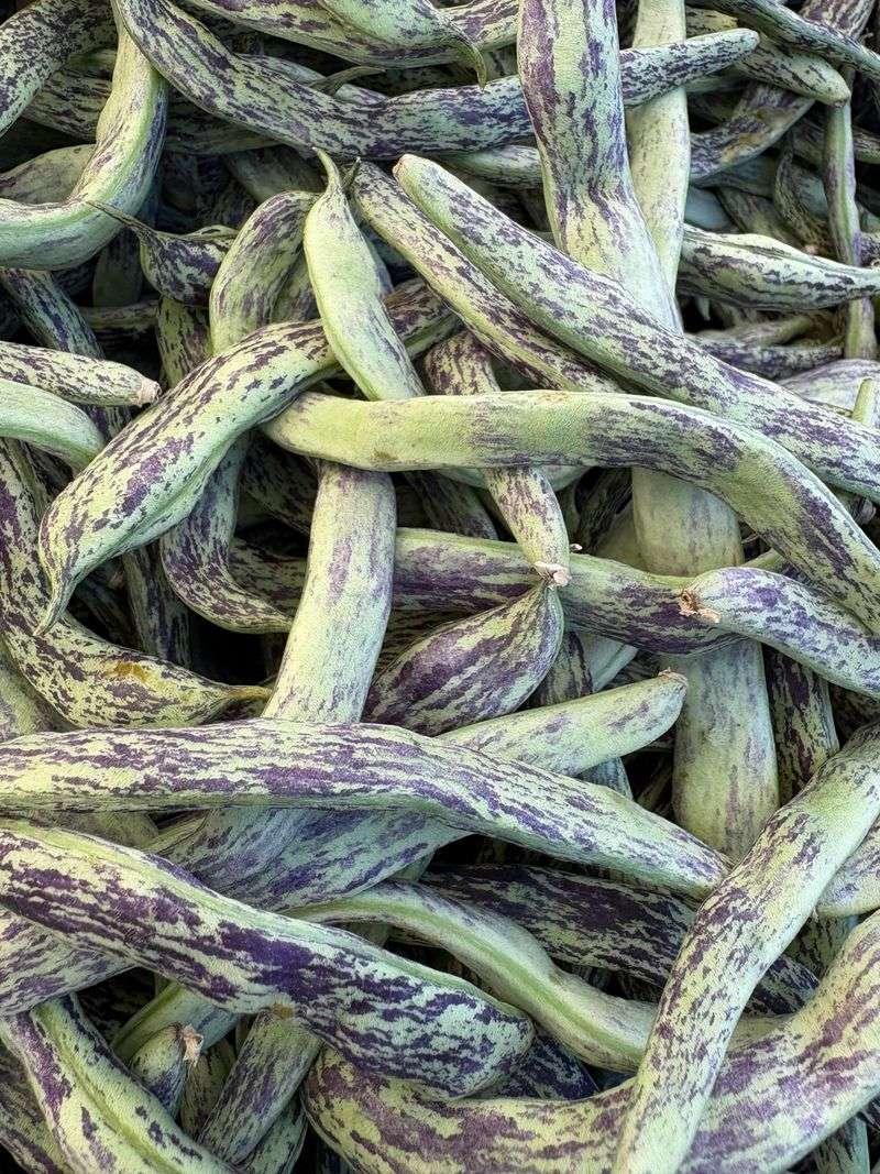 Dragon Tongue