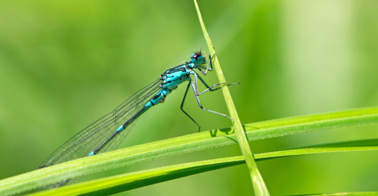 Dragonflies Appeared In Your Tennessee Yard And Here Is What It Really Means