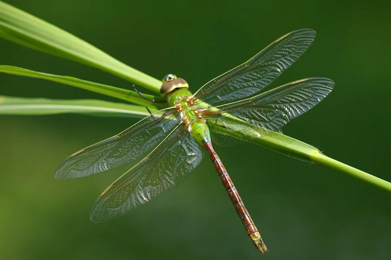 Dragonflies Are Usually A Good Yard Sign Dragonflies Are Usually A Good Yard Sign