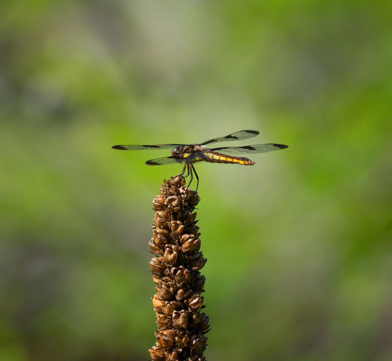 Dragonflies Are Visiting Your Kentucky Yard And Here Is What It Really Means