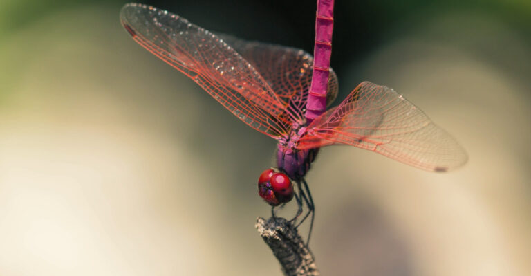 Dragonflies Are Visiting Your Kentucky Yard And Here Is What It Really Means