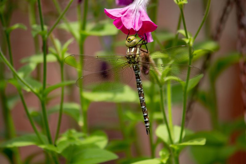 Dragonflies Are Visiting Your Yard For A Reason