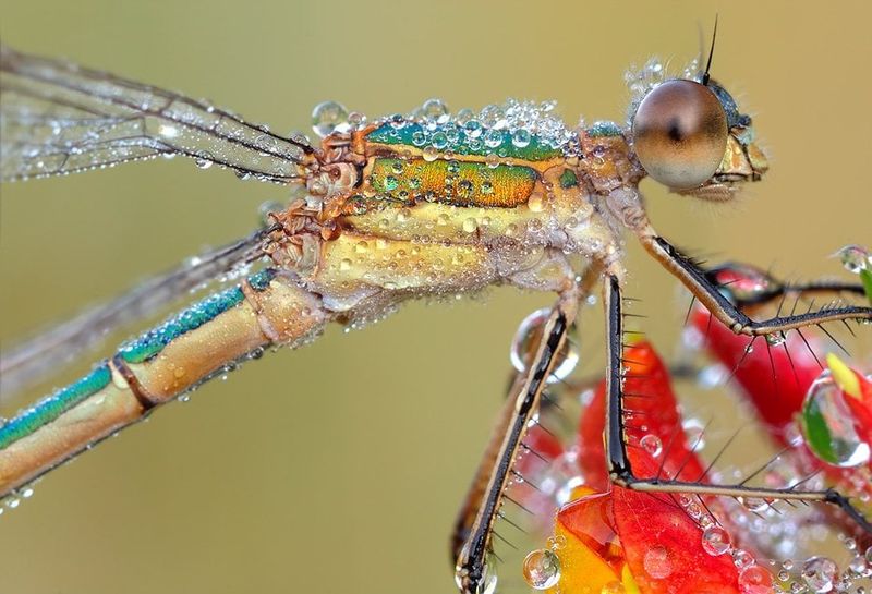Dragonflies Choose Clean Water Without Chemical Runoff 
