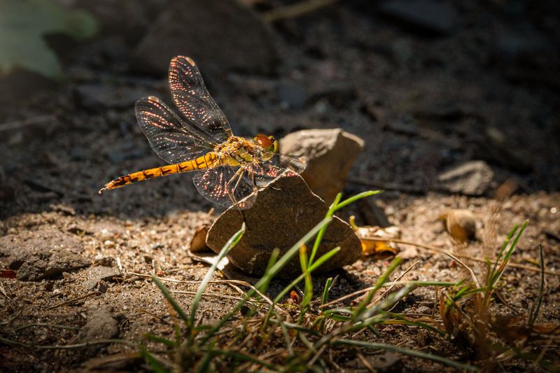 Dragonflies Follow The Insects They Hunt