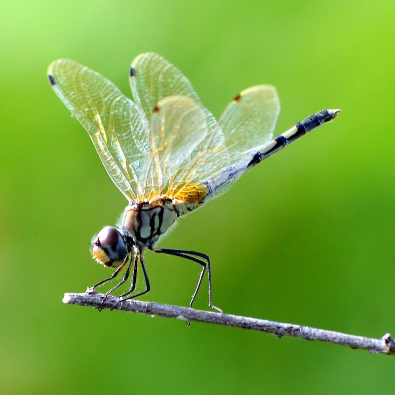 Dragonfly Visits Are One Of The Signs A Garden Ecosystem Is Working