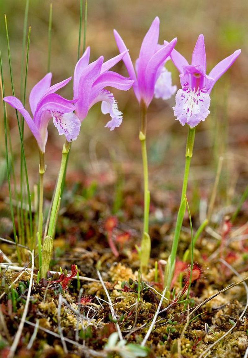 Dragon's-Mouth Orchid 