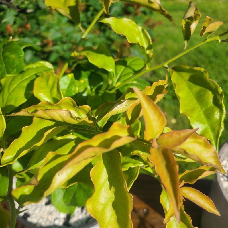 Drainage Problems Are Limiting Root Function