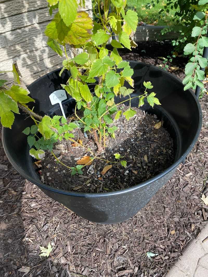 Drainage Slows After Repeated Watering