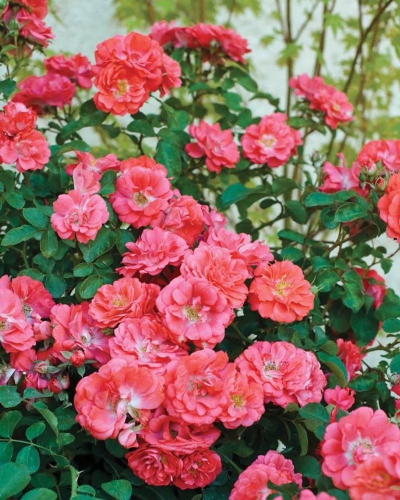Drift Roses Stay Colorful From Spring Into Fall