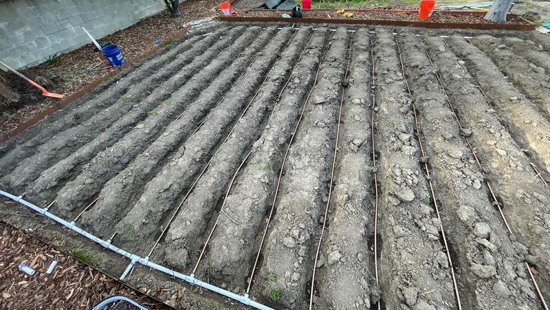 Drip Lines Keep Foliage Dry And Florida Fungal Problems Out Of The Bed