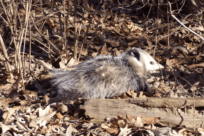 Droppings Near Food Sources