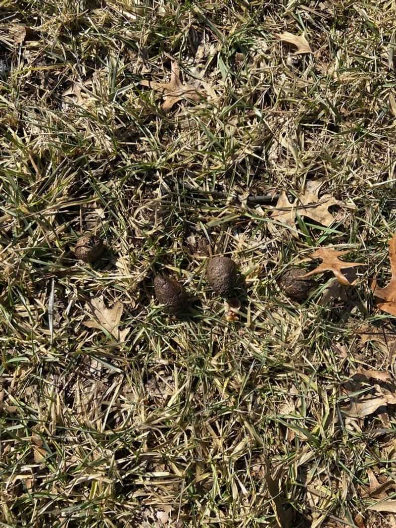 Droppings Near Your Garden And Fence Line