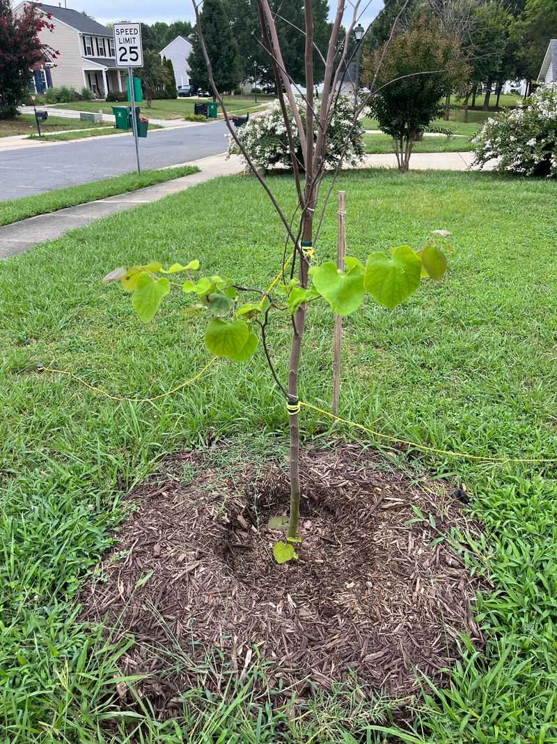 Drought Hits Before Roots Spread Drought Hits Before Roots Spread