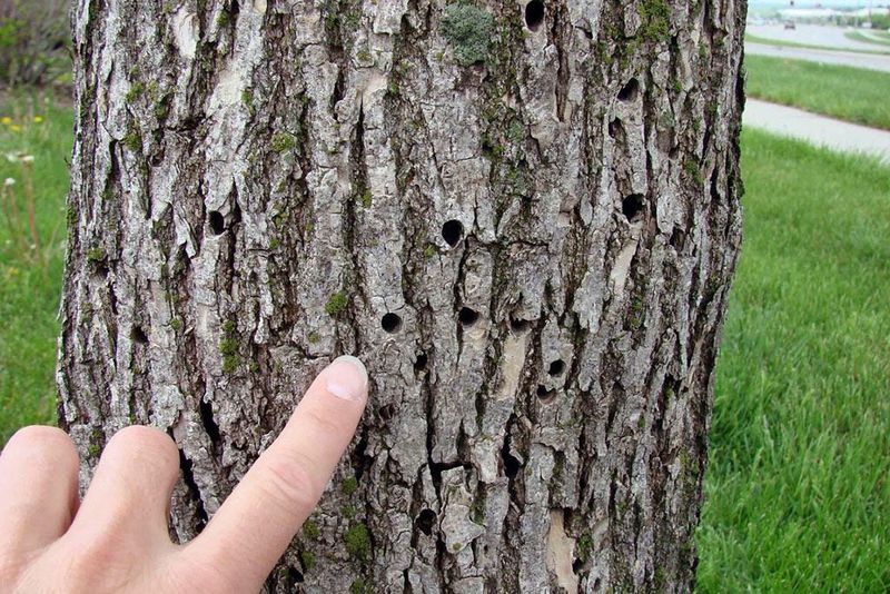 Drought Stress Can Make Trees More Attractive