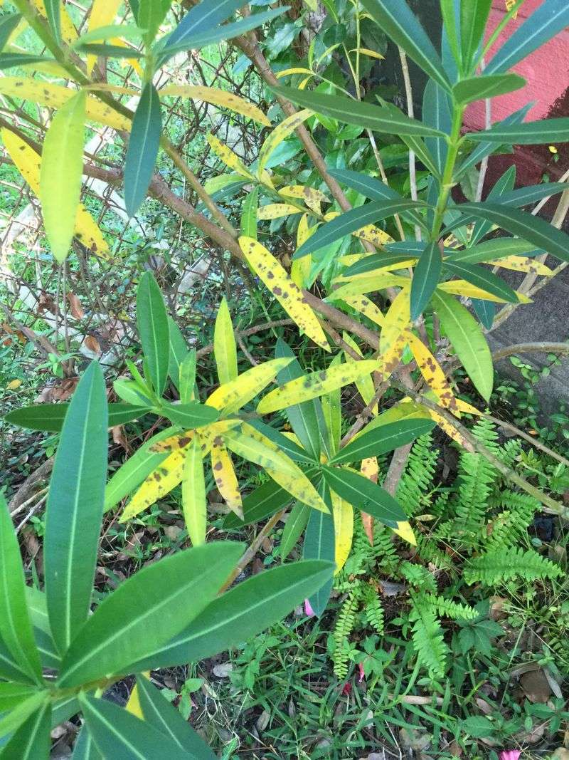 Drought Stress Can Yellow Older Leaves