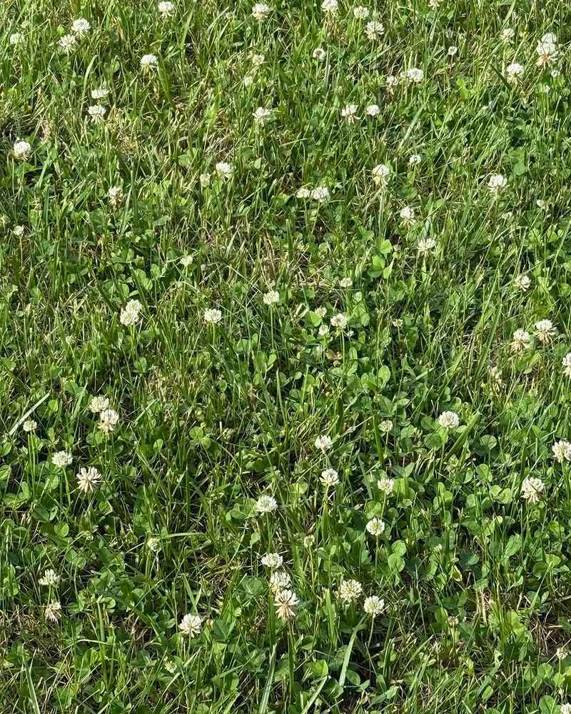 Drought Stress Doesn't Stand A Chance Against Clover Drought Stress Doesn't Stand A Chance Against Clover
