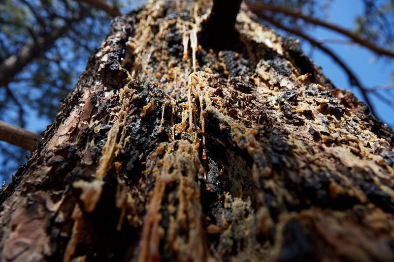 Drought-Stressed Trees Become Easier Targets Drought-Stressed Trees Become Easier Targets