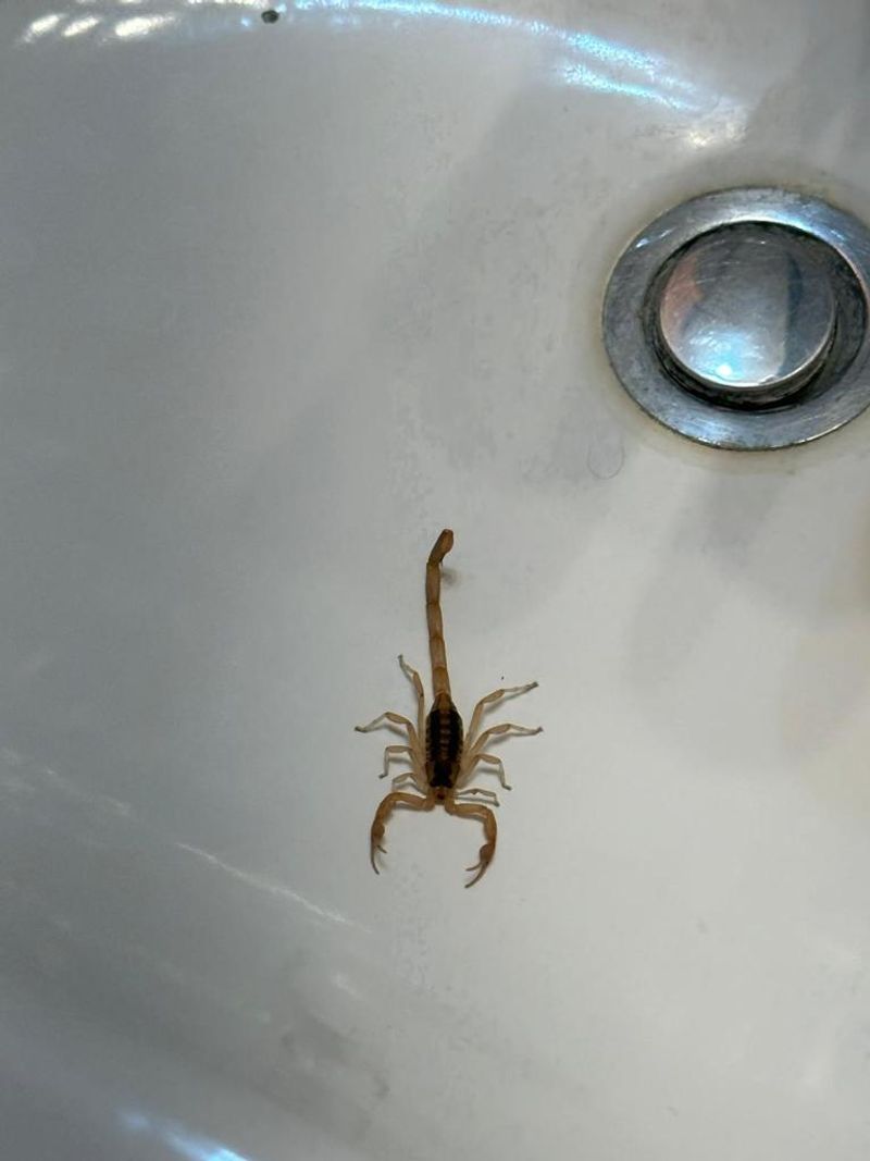 Drought That Pushes Scorpions Toward Water