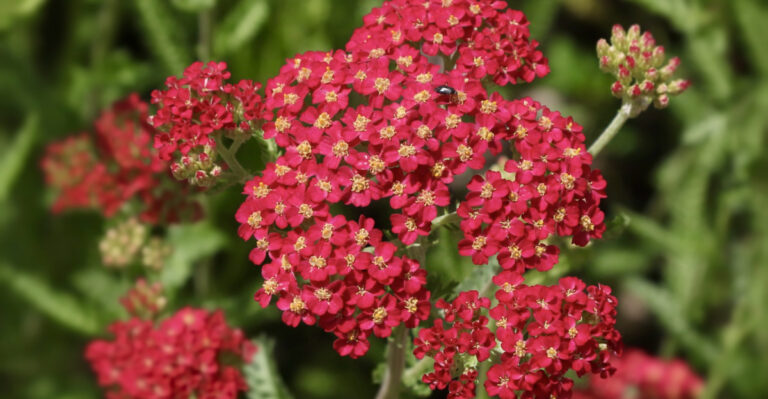 yarrow
