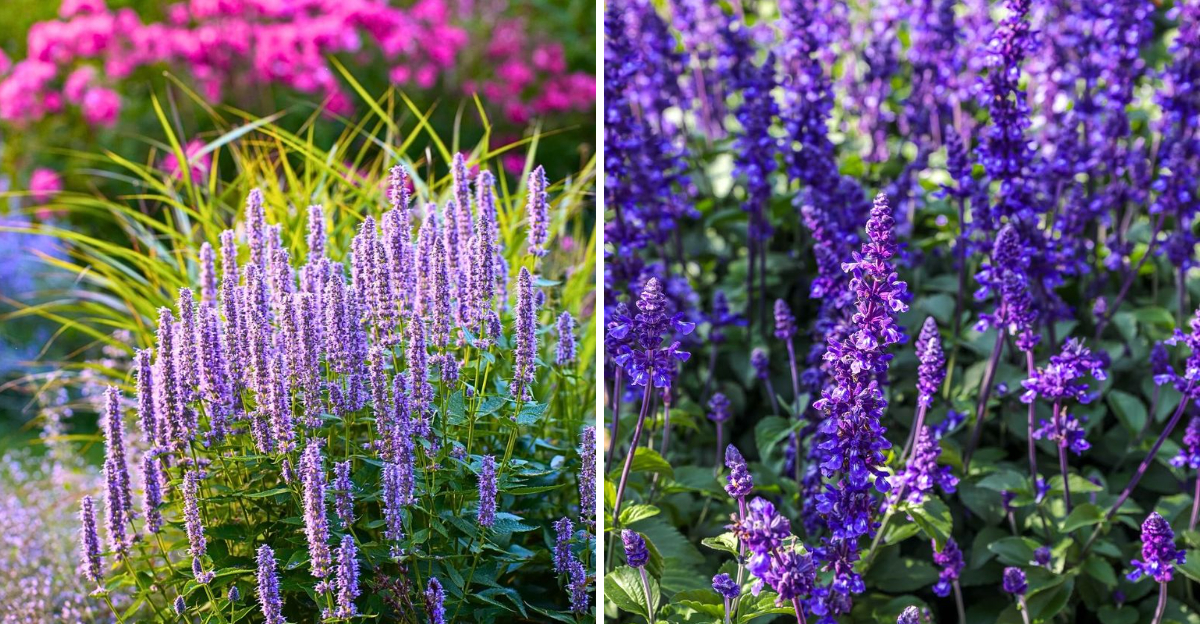 agastache and salvia