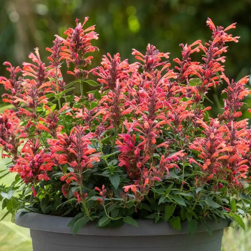 Drought-Tolerant Salvias And Agastache Drought-Tolerant Salvias And Agastache