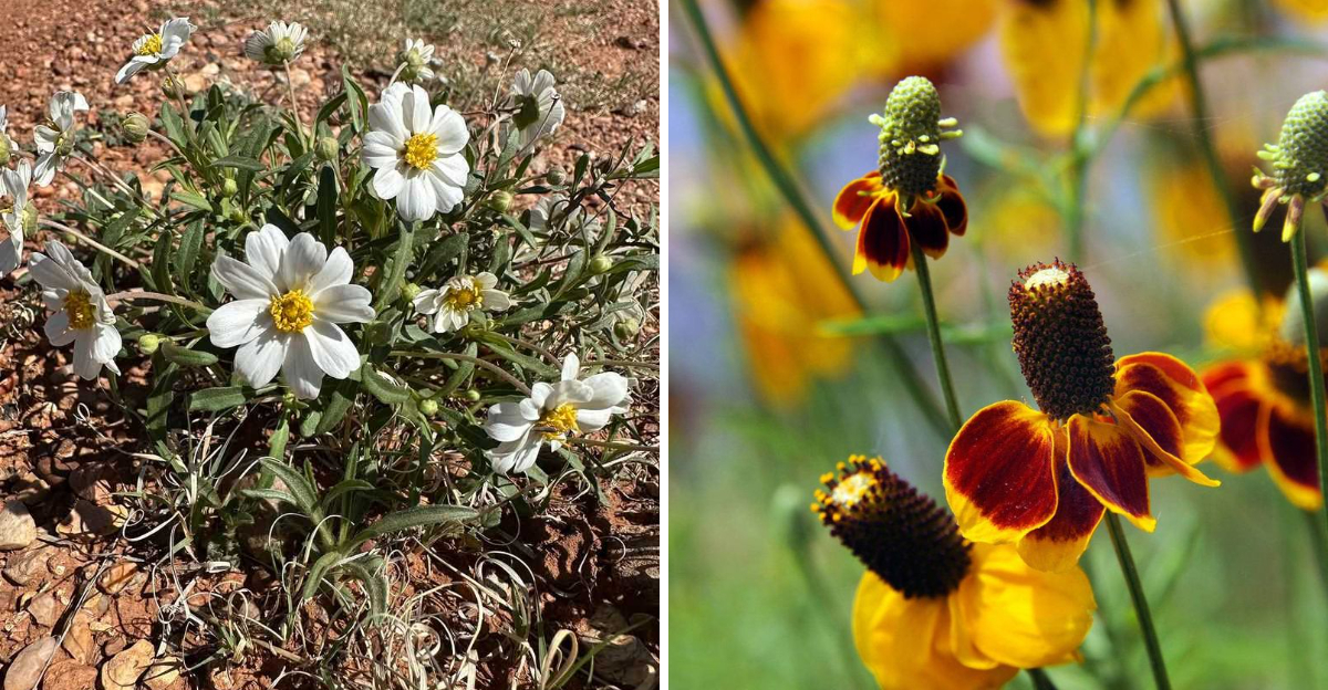blackfoot daisy and mexican hat