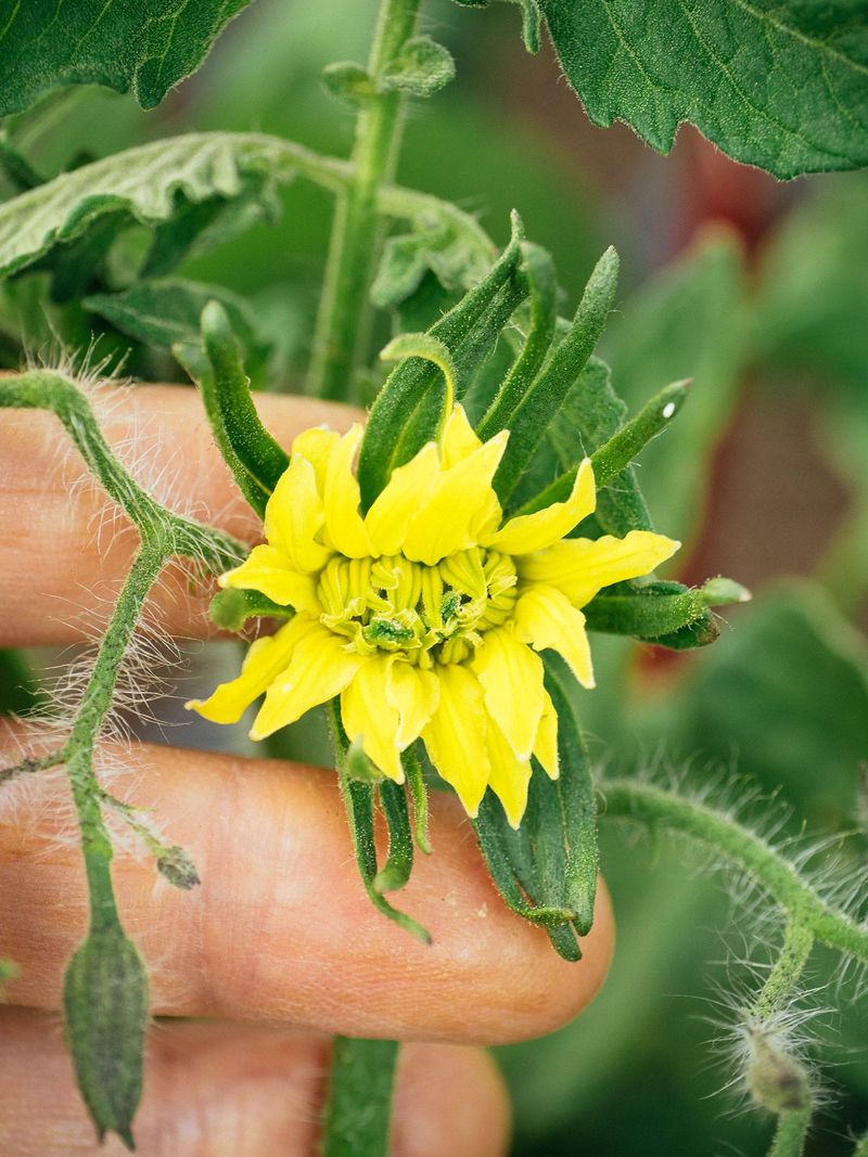 Dry Air Can Stop Pollen From Sticking Dry Air Can Stop Pollen From Sticking