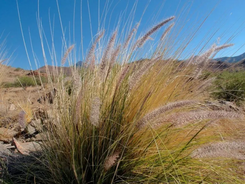 Dry Fountain Grass Adds Fuel Near Homes And Open Desert