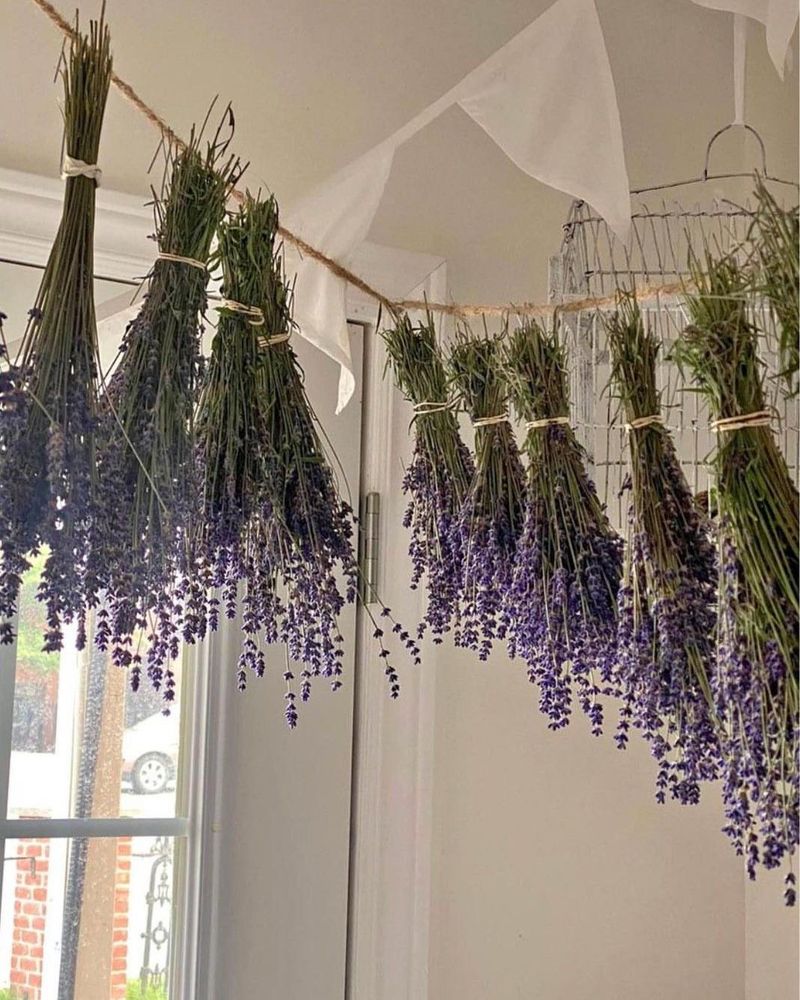 Dry Lavender In Small Hanging Bundles