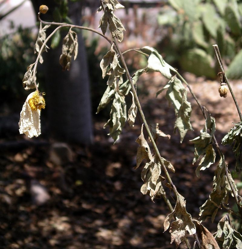 Dry Leaves Are Sometimes Seasonal
