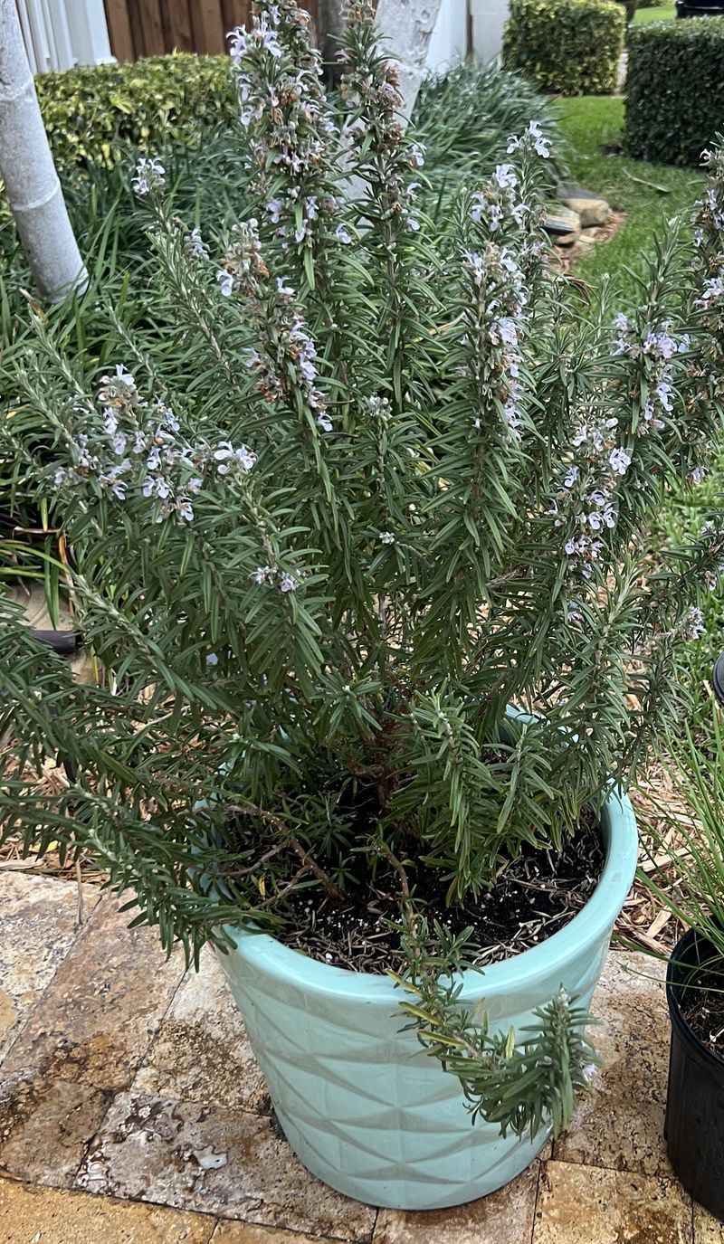 Dry Leaves Help It Stay Healthy