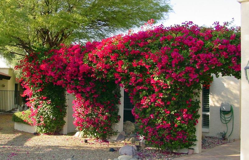 Dry Periods Often Encourage Stronger Flower Displays Dry Periods Often Encourage Stronger Flower Displays