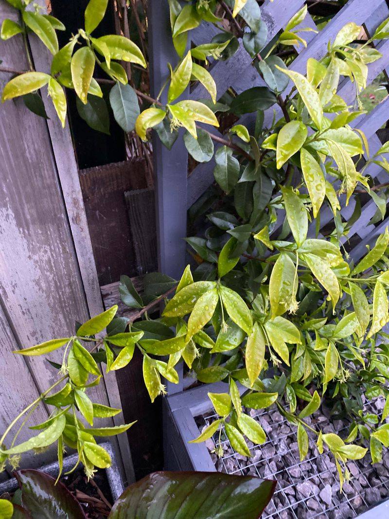 Dry Roots Can Turn Jasmine Leaves Yellow