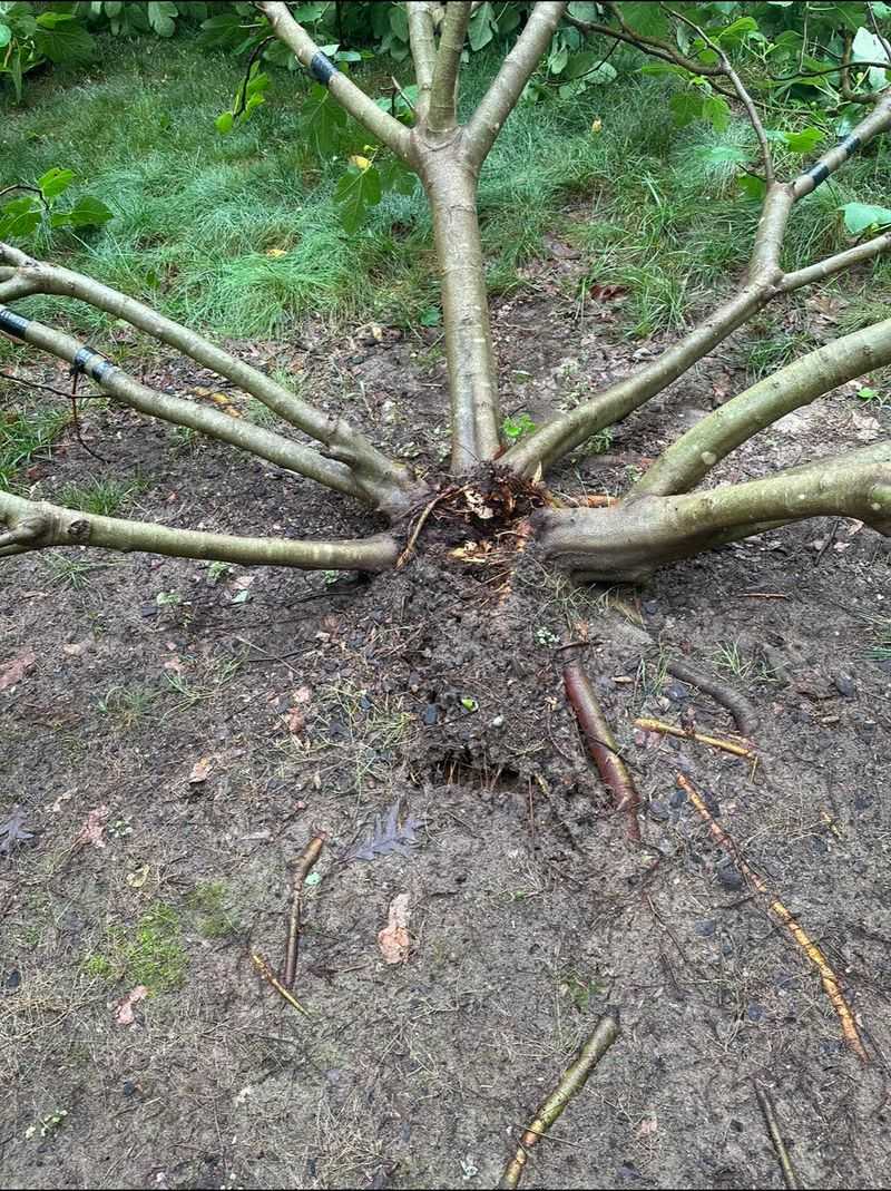 Dry Roots Keep Figs From Sizing Up Properly Dry Roots Keep Figs From Sizing Up Properly