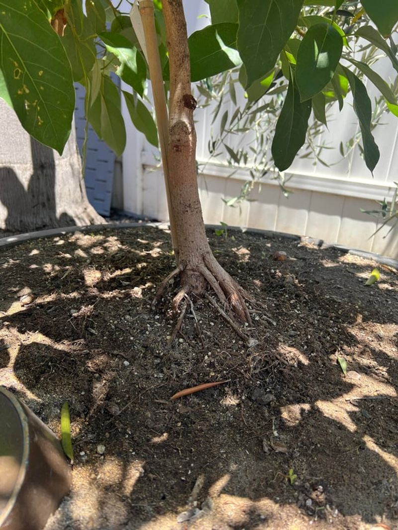 Dry Roots Make Recovery Much Harder