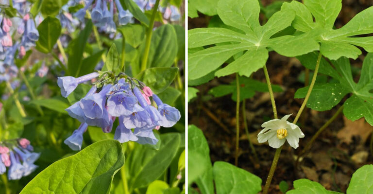 Dry Shade Along Ohio Fences And Foundations Is Not A Problem When You Plant These 7 Natives