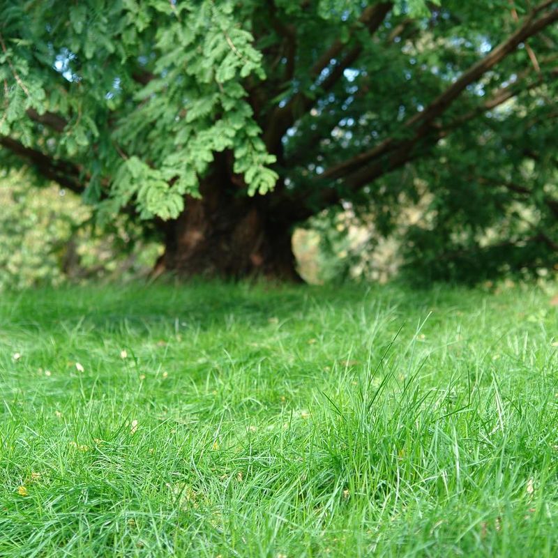 Dry Shade Makes This Sedge Useful