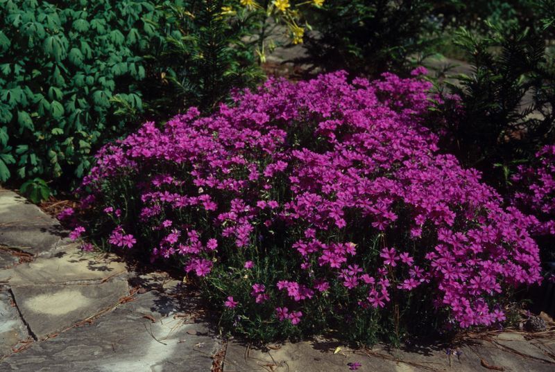 Dry Slopes Need The Right Plant Match