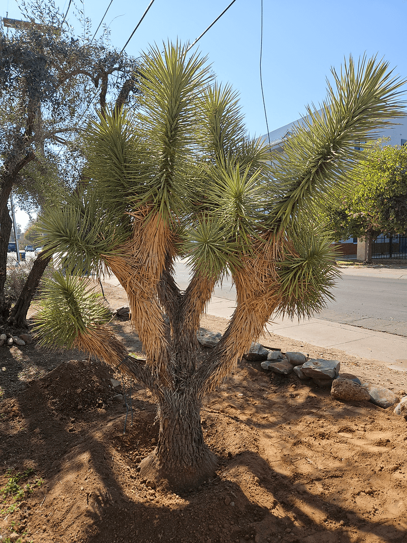 Dry Soil Below The Surface Often Goes Unnoticed