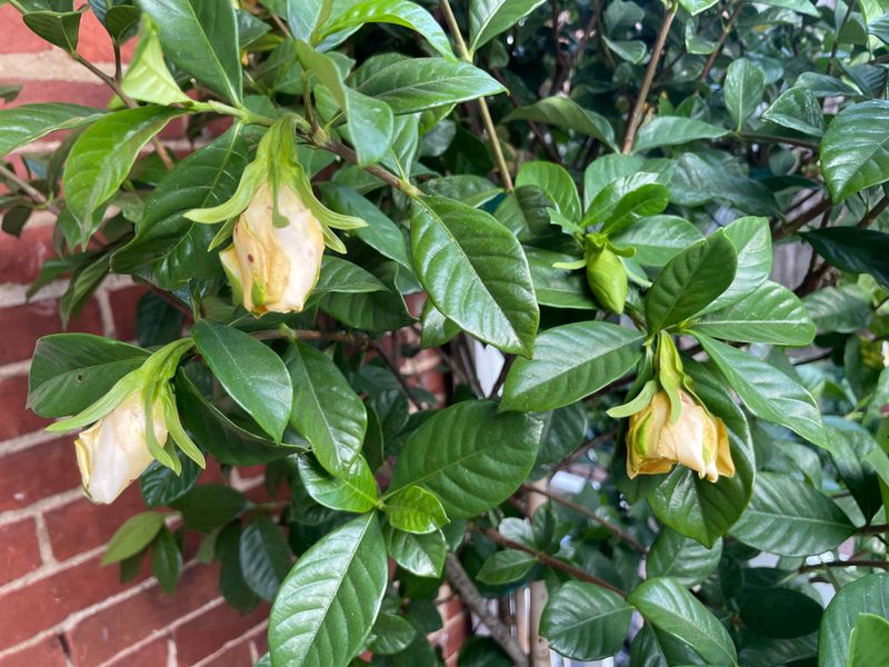 Dry Soil Can Cause Leaves To Lose Their Healthy Color Dry Soil Can Cause Leaves To Lose Their Healthy Color
