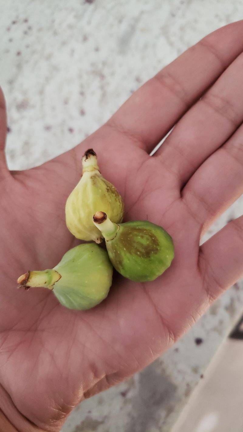 Dry Soil Can Lead To Fruit Drop