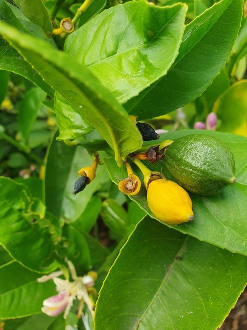Dry Soil Can Push Young Fruit Off The Tree