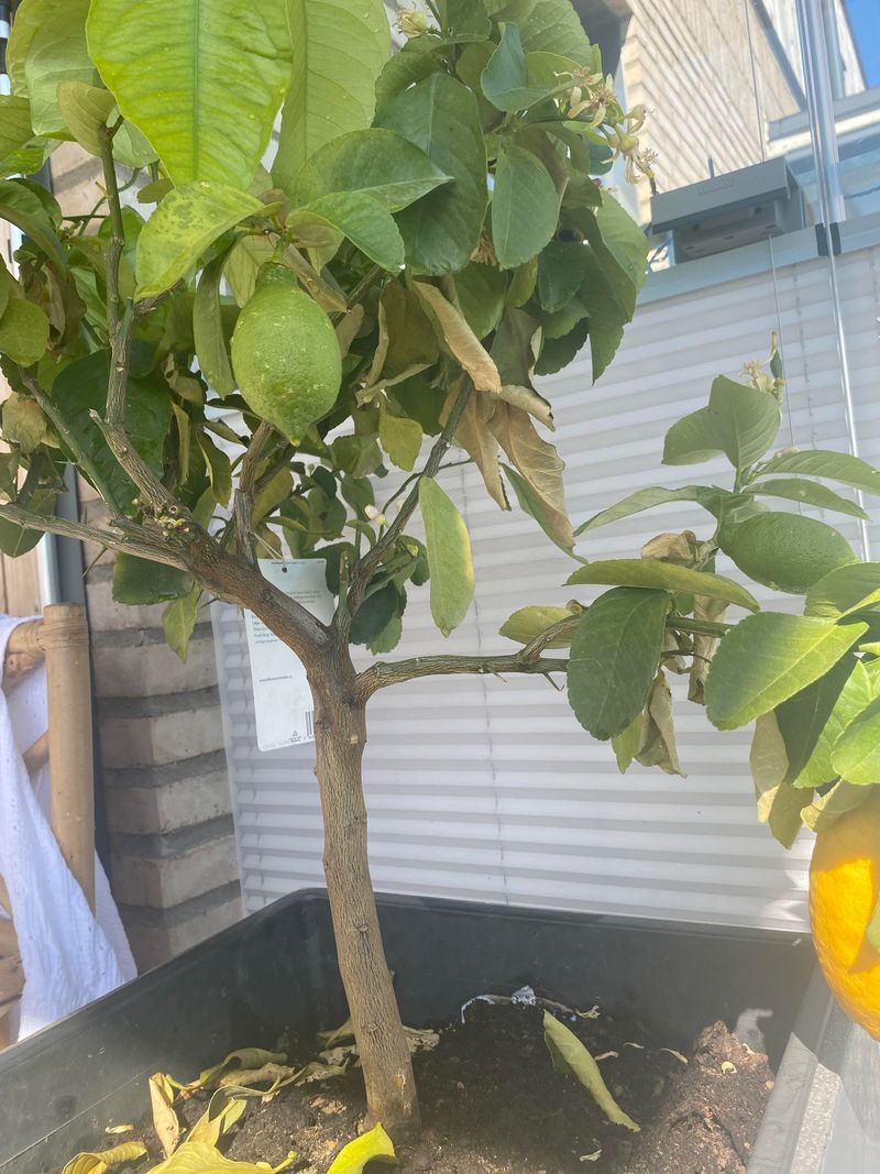 Dry Soil During Hot Weather Can Shock The Tree Dry Soil During Hot Weather Can Shock The Tree