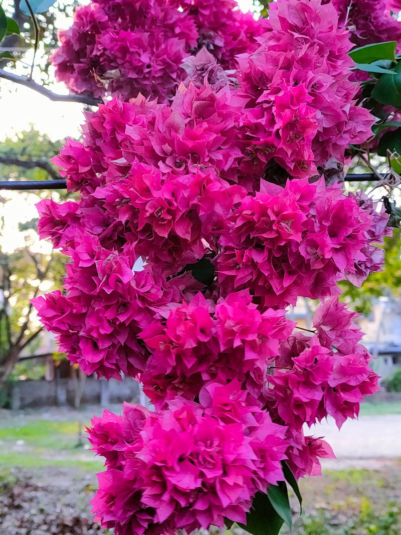 Dry Soil Helps Push More Colorful Bracts